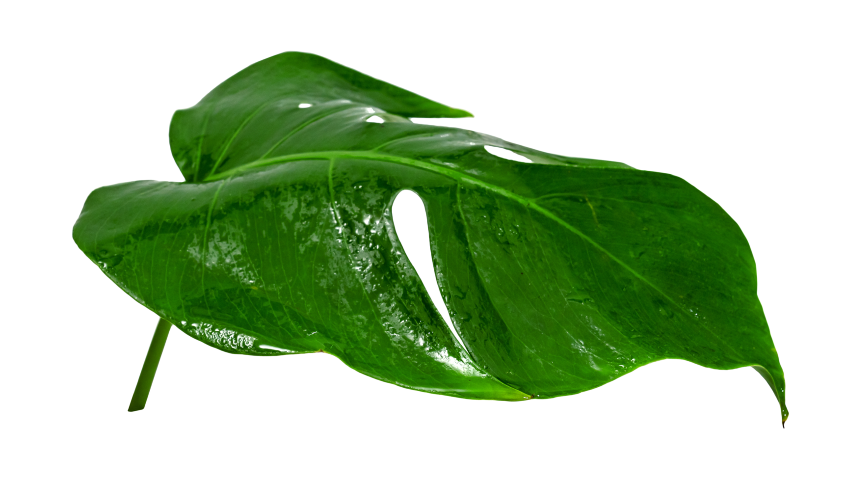 Green leaves pattern,leaf monstera with water drop isolated png