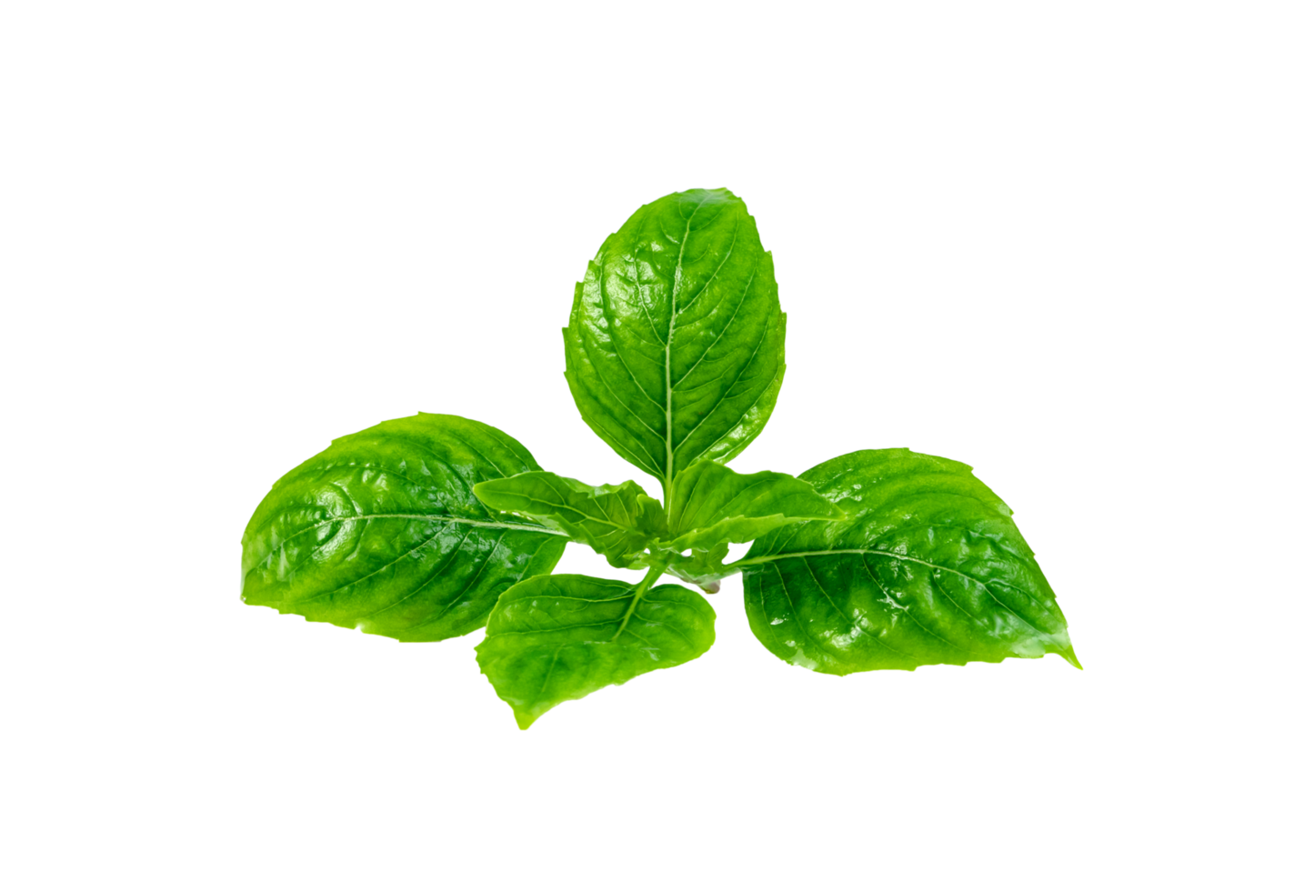 leaf  fresh basil isolated. Green leaves pattern png