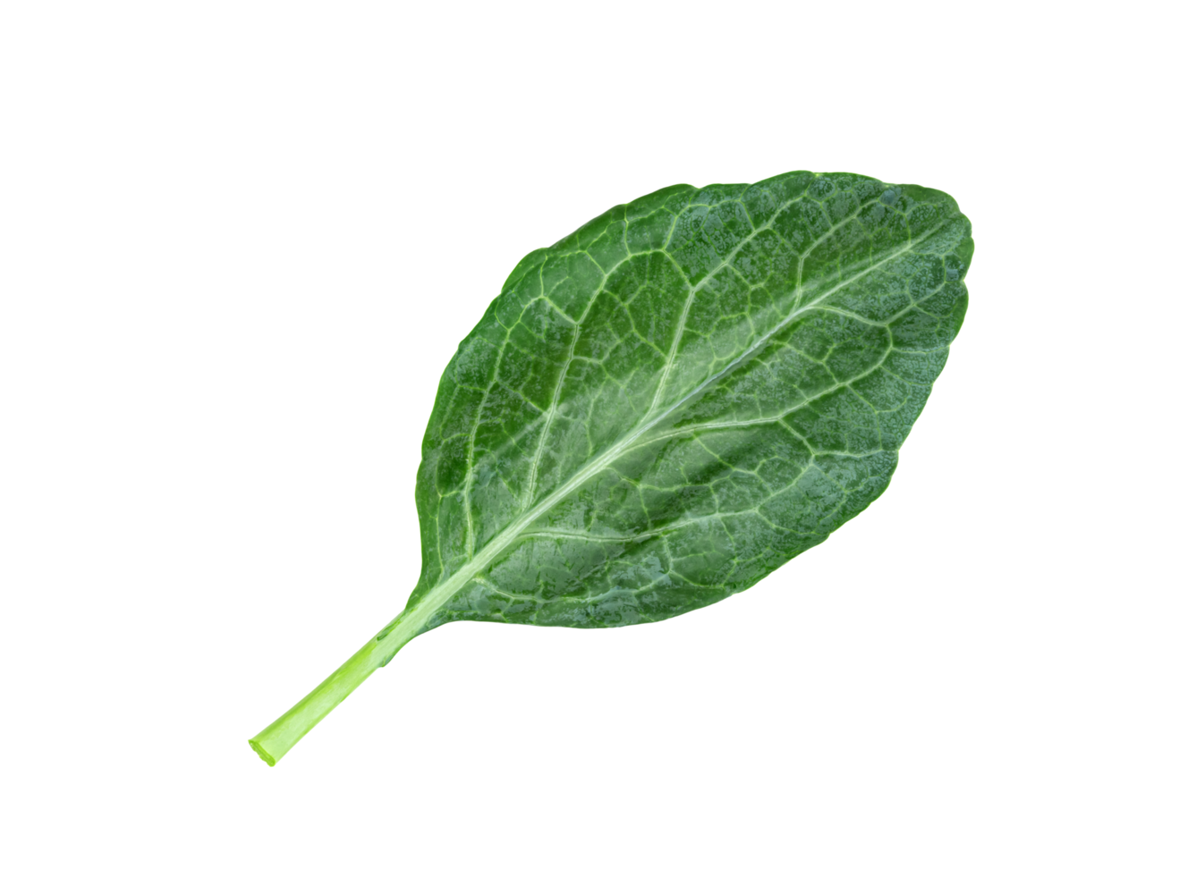 Chinese kale isolated, Green leaves of collards pattern png