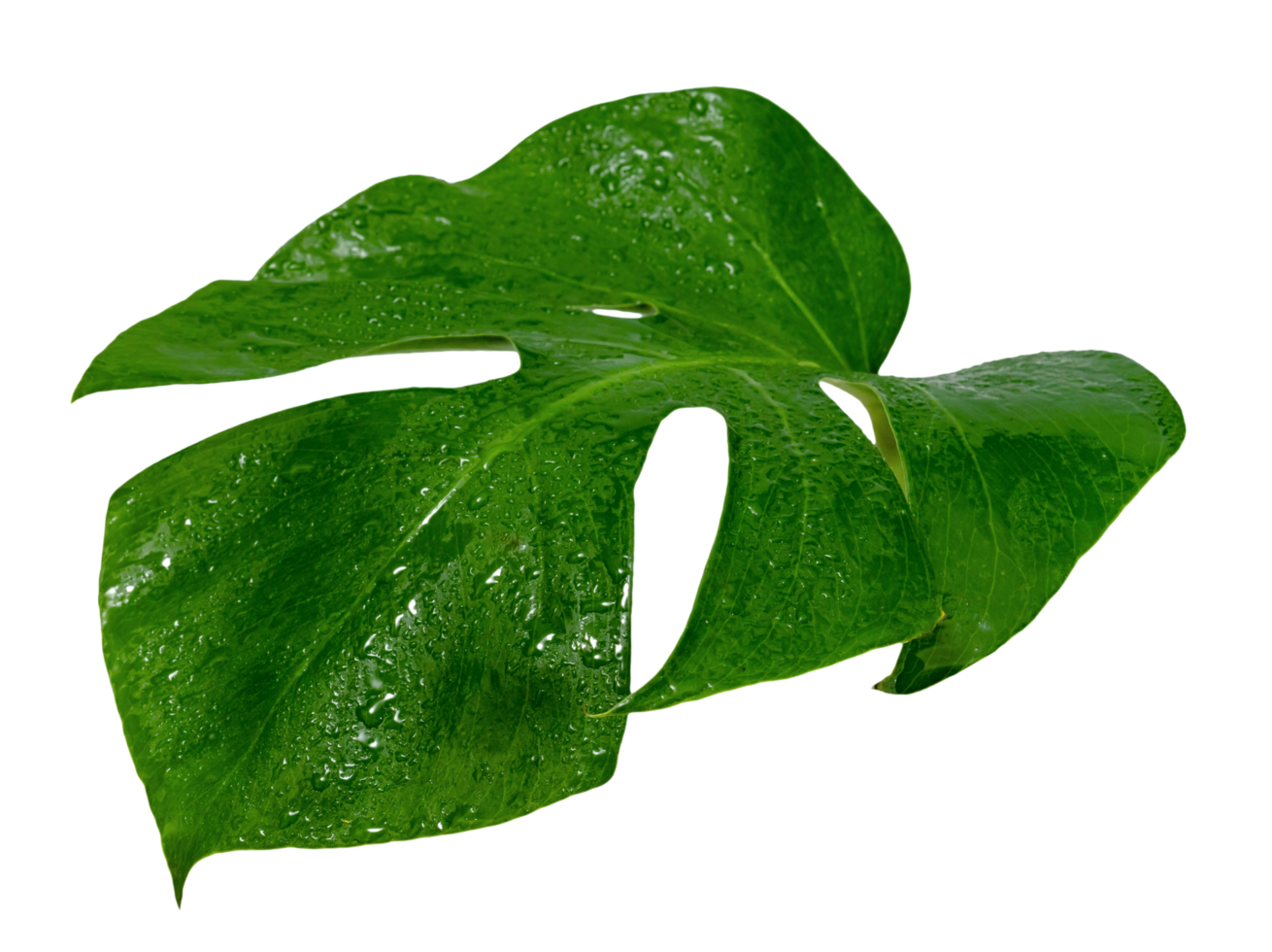 monstera leaf with water drop isolate ,Green leaves pattern png