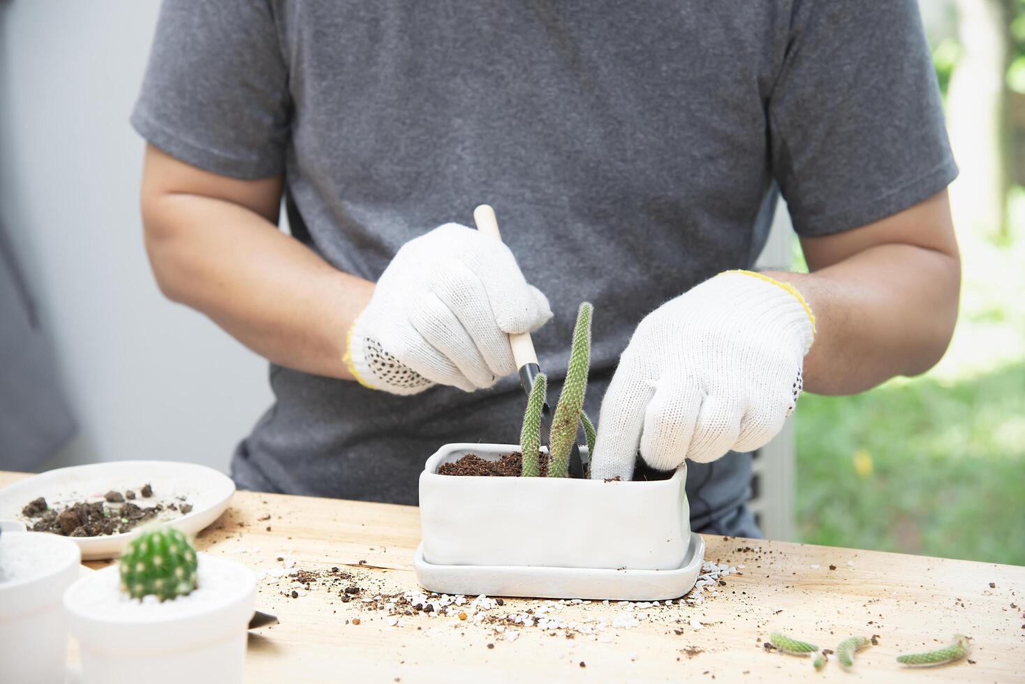 man plant baby cactus in small white pot photo