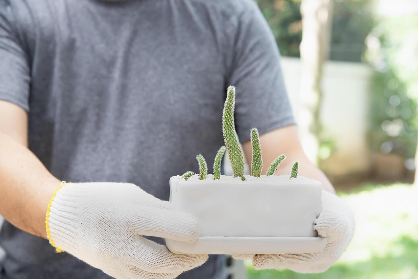 man plant baby cactus in small white pot photo