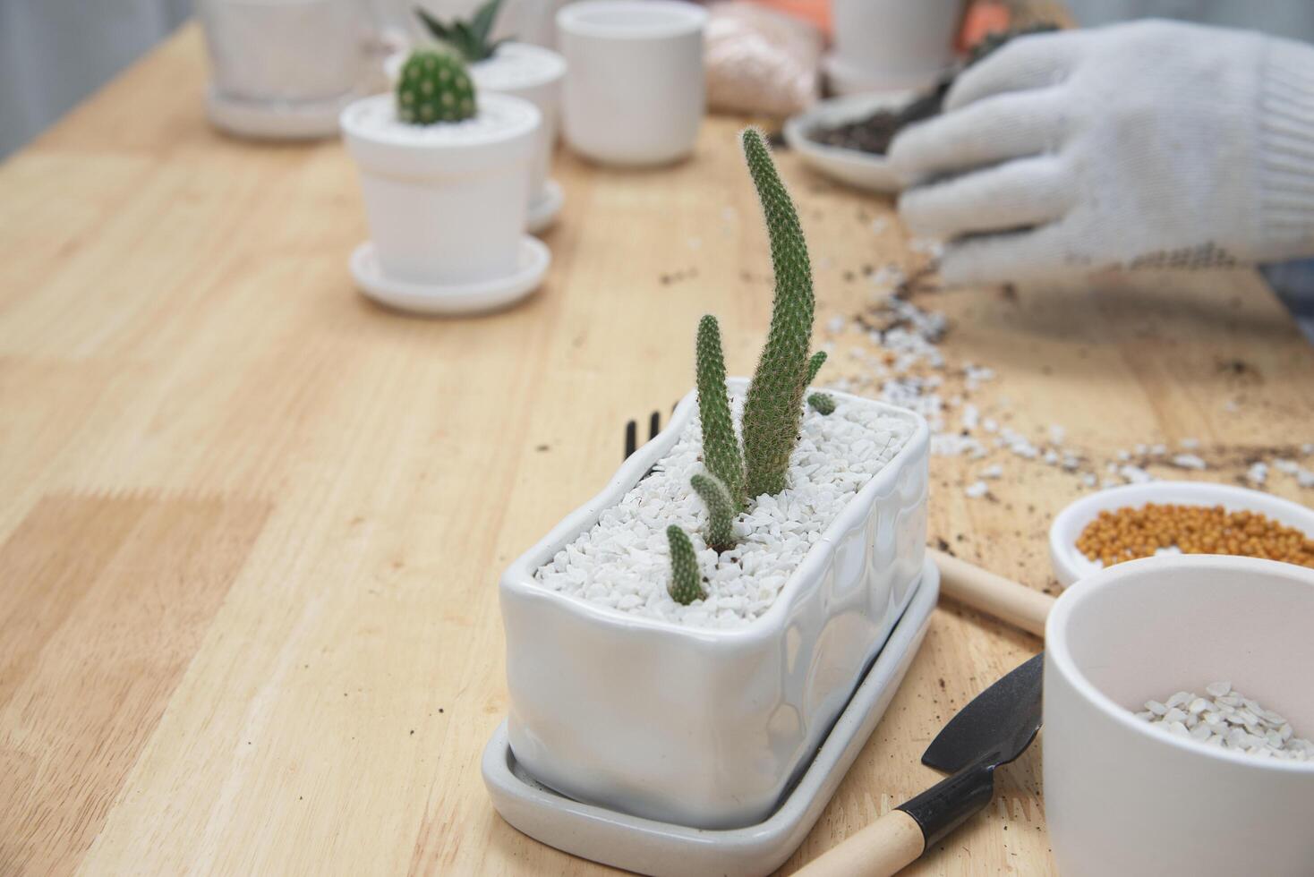 man plant baby cactus in small white pot photo