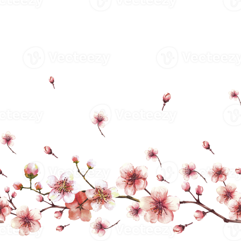 Blossoming branch from tree, sakura, cherry or apple buds and flowers seamless border, pattern. Spring blossoms, springtime watercolor clipart. Hand drawn  illustration  background png