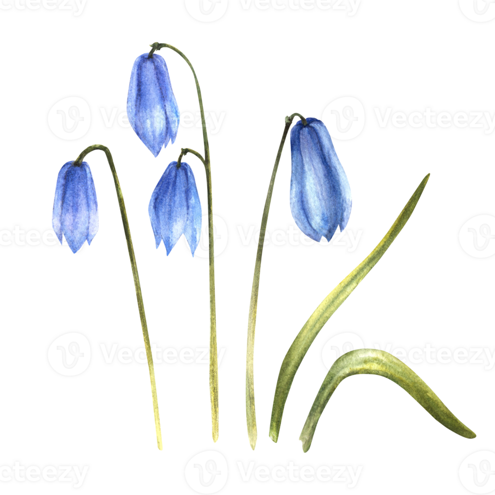 tidigt vår växt, squills, vår scylla blå blommor, snödroppar. primär blommor ClipArt. hand dragen illustration för vykort, bröllop, födelsedagar, påsk kort, klistermärke. png