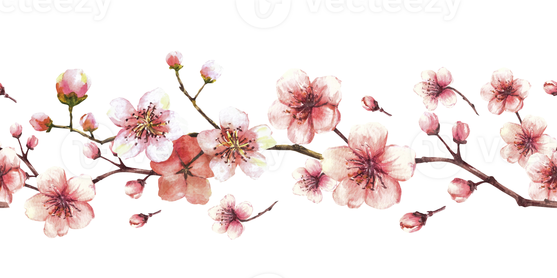 Blossoming branch from tree, sakura, cherry or apple buds and flowers seamless border, pattern. Spring blossoms, springtime watercolor clipart. Hand drawn  illustration background png