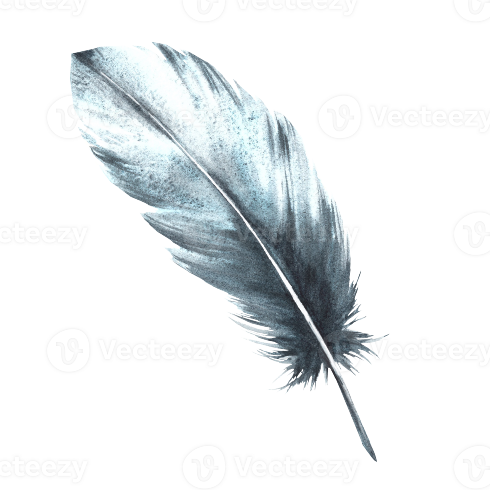 Watercolor monochrome bird feather gray black color with granulation of shades and natural ornaments. Real wings Hand drawn illustration. Clipart for logo, print, sticker background png