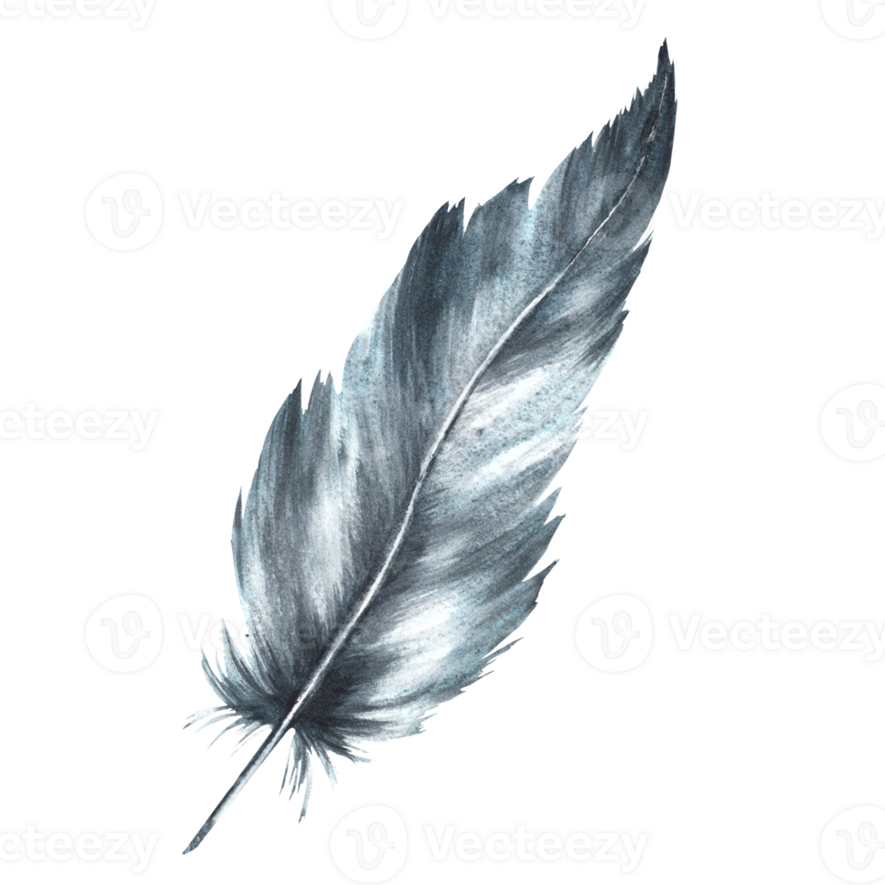 Watercolor monochrome bird feather gray black color with granulation of shades and natural ornaments. Real wings Hand drawn background illustration. Clipart for logo, print, sticker. png