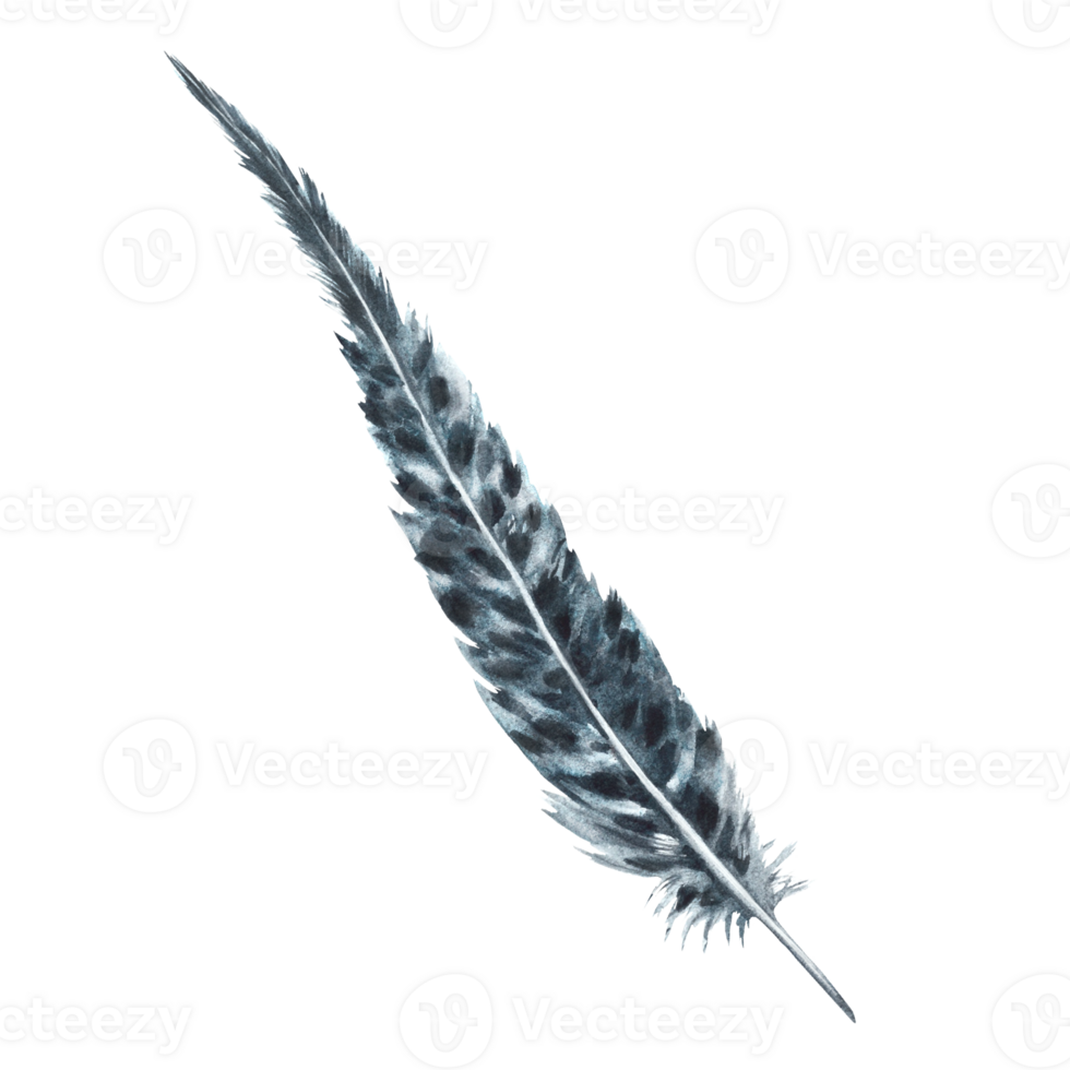 Watercolor monochrome bird feather gray black color with granulation of shades and natural ornaments. Real wings, quill. Hand drawn illustration. Clipart for logo, print. background png