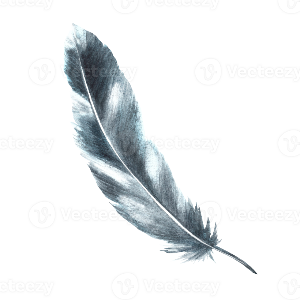 Watercolor monochrome bird feather gray black color with granulation of shades and natural ornaments. Real wings Hand drawn illustration. Clipart for logo, print, sticker background png
