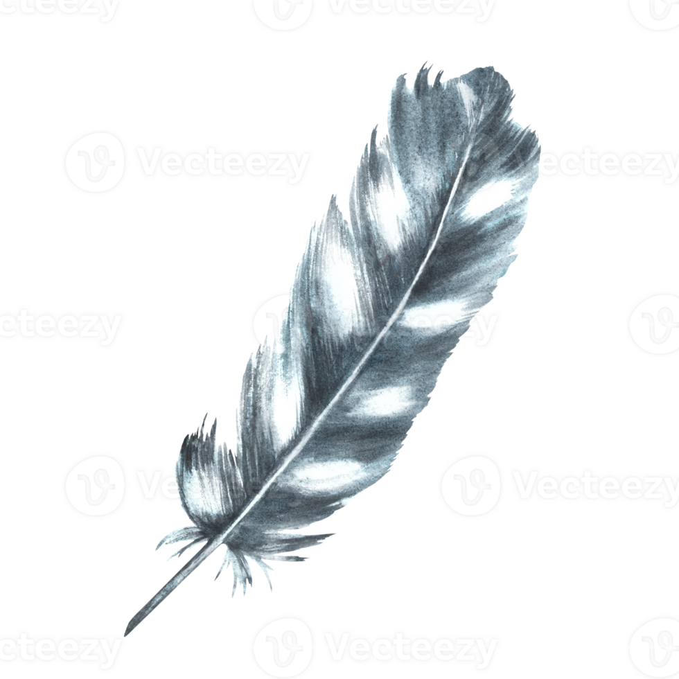 Watercolor monochrome bird feather gray black color with granulation of shades and natural ornaments. Real wings Hand drawn illustration. Clipart for logo, print, sticker background png