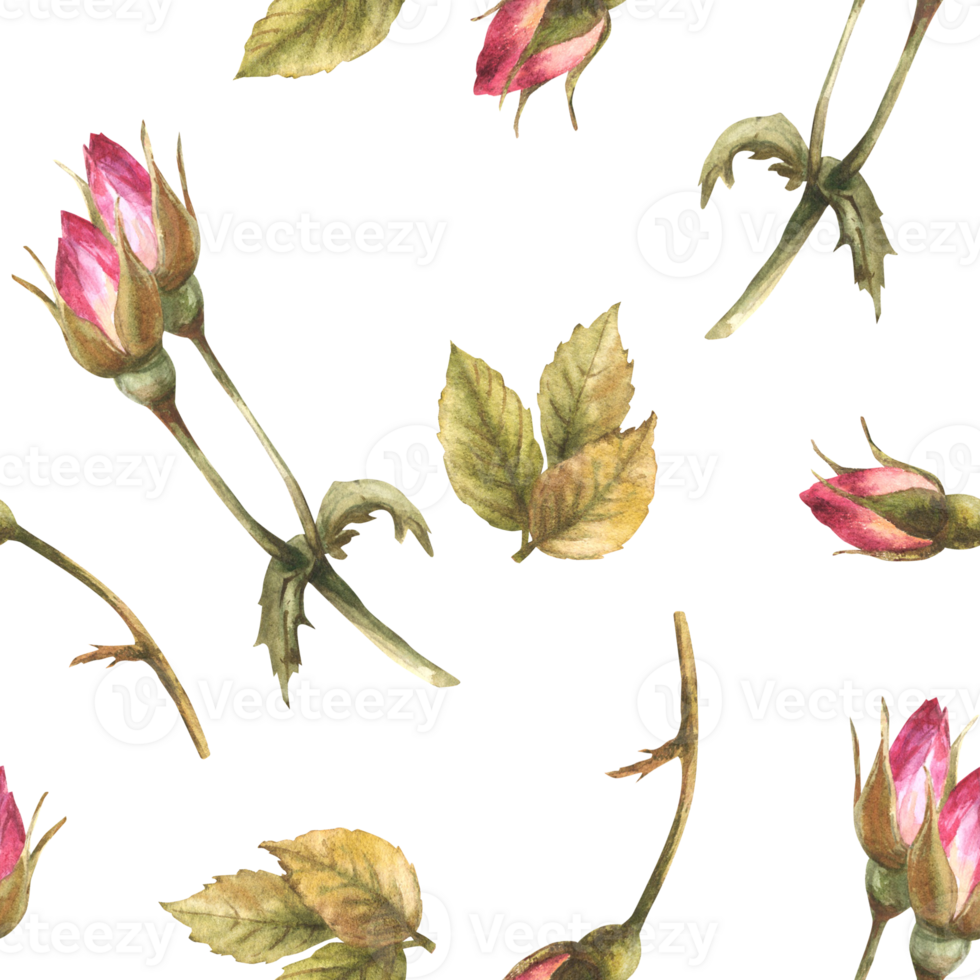 Watercolor wild rose hip buds leaves, dog cancer, brier rose flowers im bloom Botanical seamless pattern for label, wrapping paper, fabric, wallpaper Hand drawn illustration  background. png