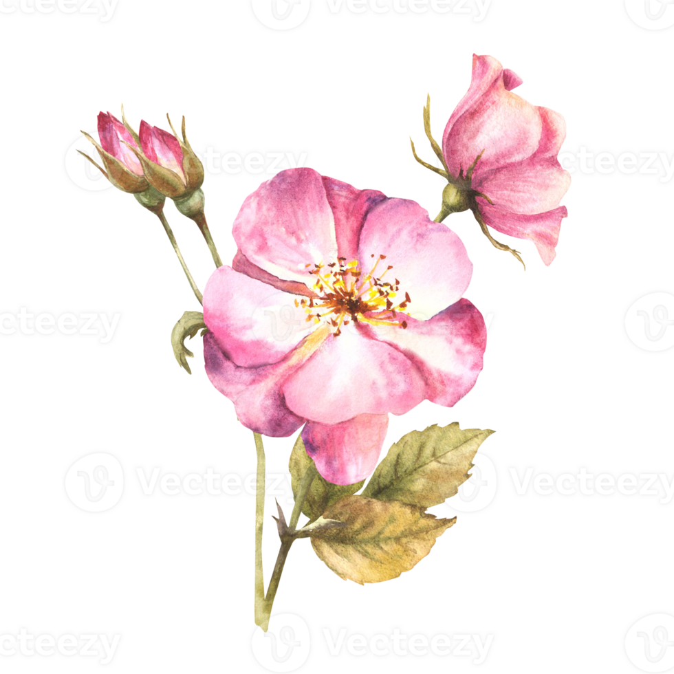 Watercolor pink wild rose hip branch with buds and flowers, dog or brier rose im bloom. Botanical clipart for card, logo, medical label print. Hand drawn floral illustration background. png