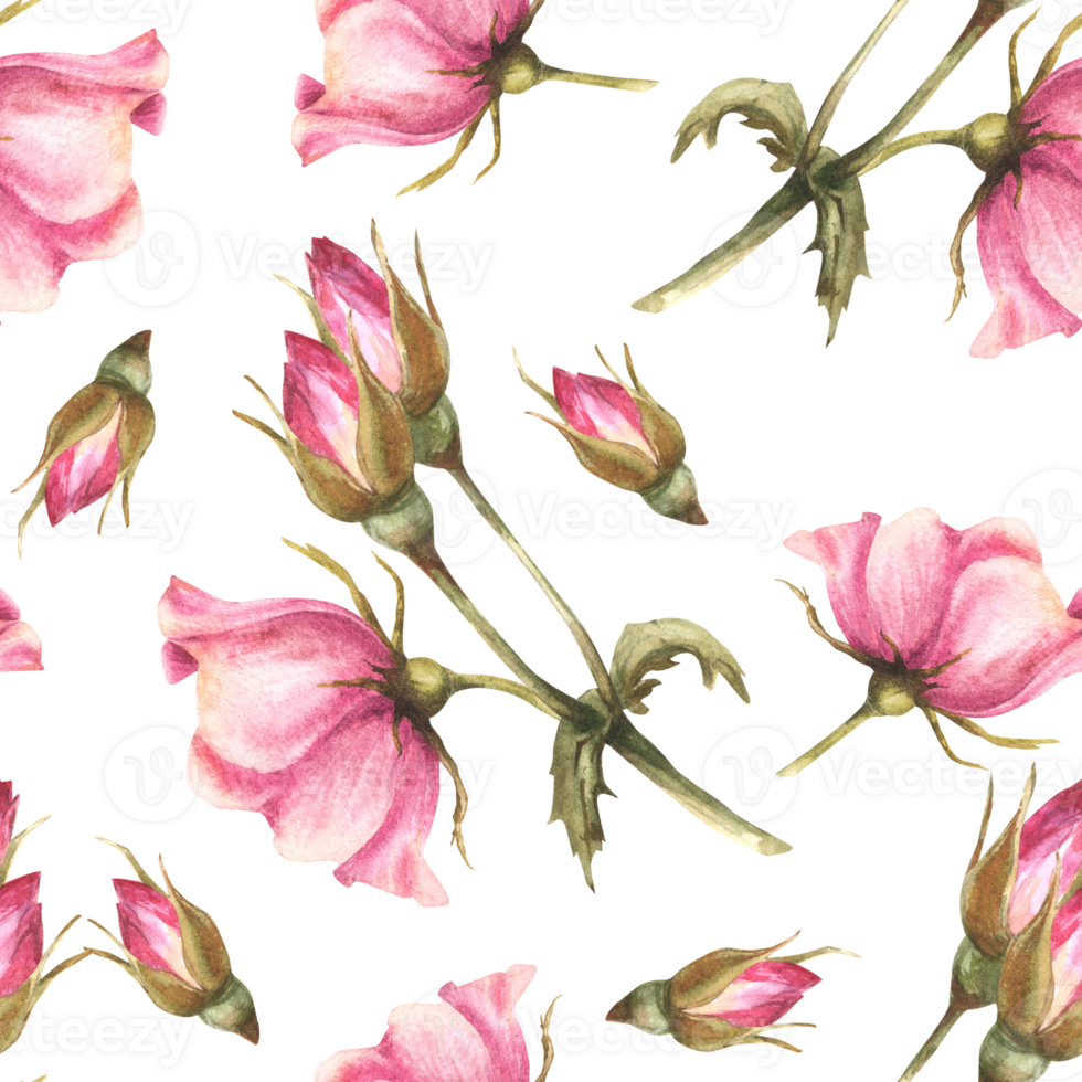 Watercolor pink wild rose hip branch with buds, flowers and leaves, dog or brier rose im bloom. Botanical floral seamless pattern for fabric print. Hand drawn illustration  background. png