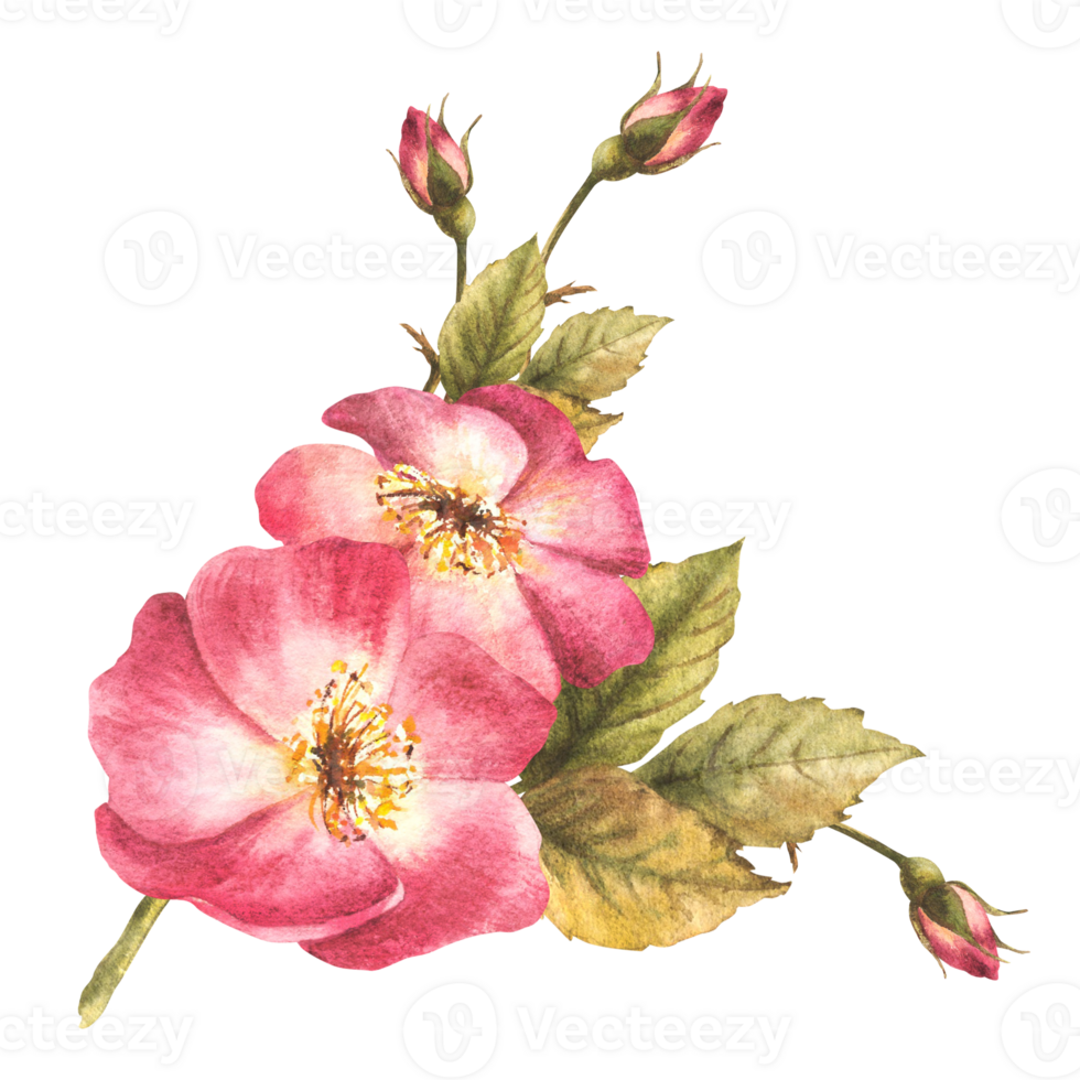 aquarelle rose sauvage Rose hanche branche avec bourgeons et fleur, chien ou Ronce Rose je suis floraison. botanique clipart pour carte, logo, médical étiquette imprimer. main tiré floral illustration Contexte. png