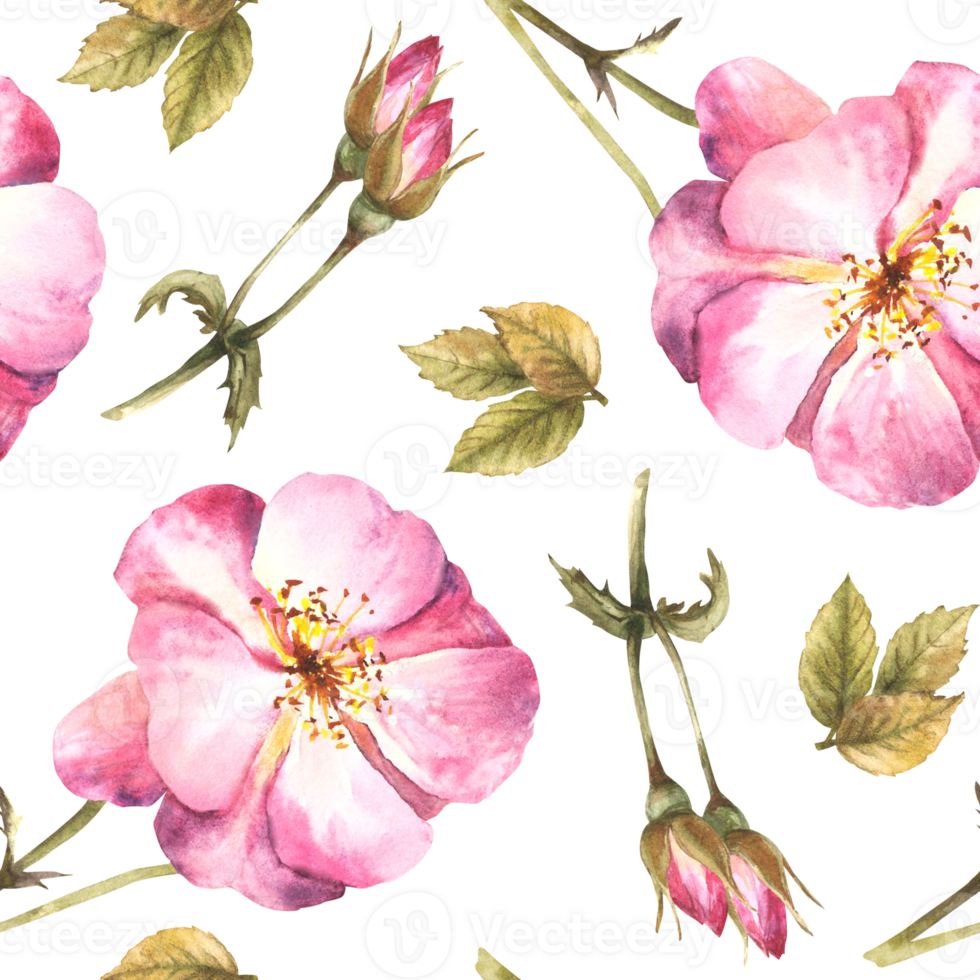 waterverf bloemen naadloos patroon met roze wild roos heup Afdeling met knoppen, bloemen en bladeren, hond of brier roos fabriek botanisch afdrukken voor behang hand- getrokken illustratie achtergrond png