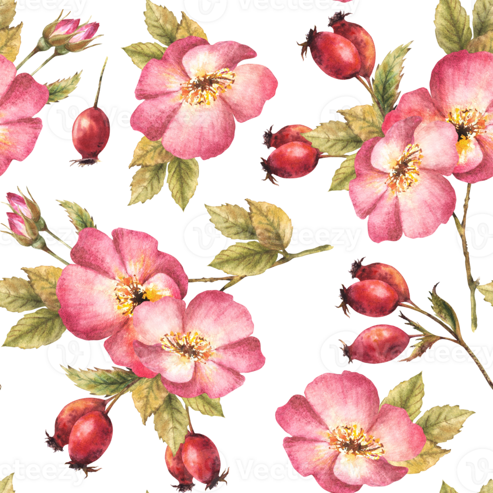 Watercolor pink wild rose hip branch with buds, flower, leaves, berry fruits, dog or brier rose. Floral seamless pattern for print, fabric, wallpaper Hand drawn illustration background. png