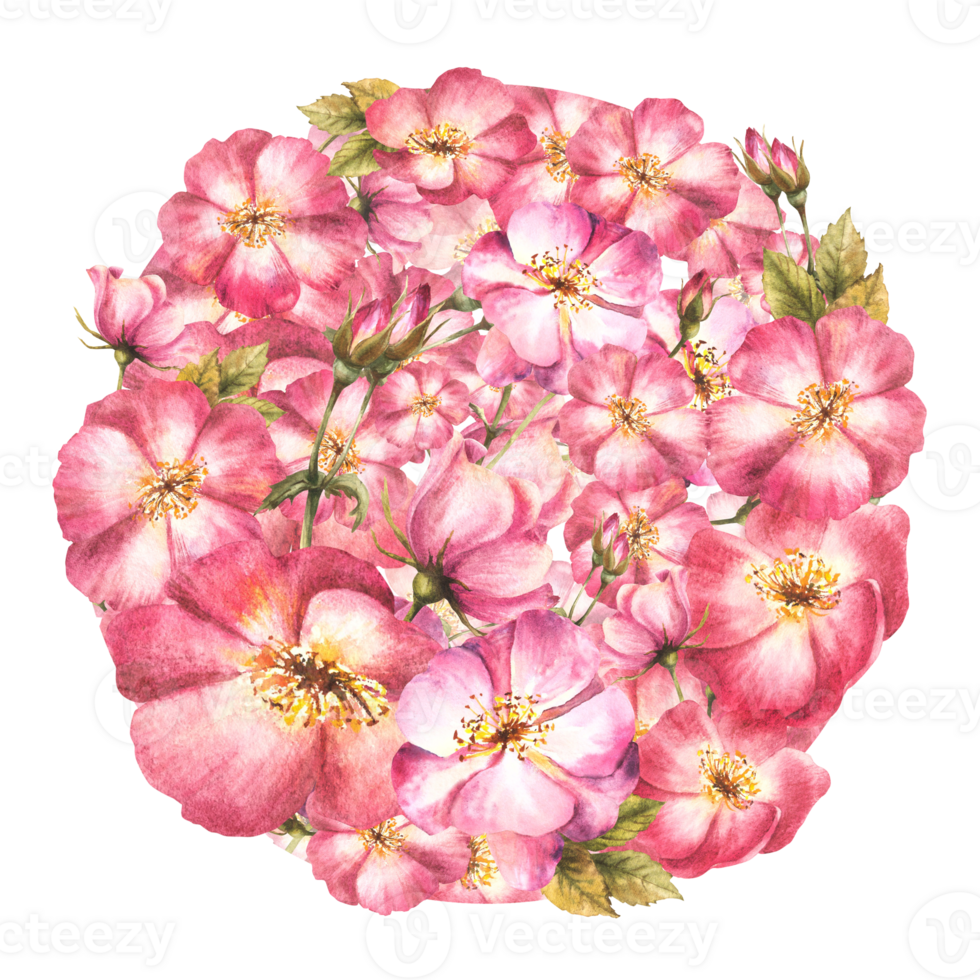 aguarela selvagem rosa quadril ramo com brotos flor, folhas, cachorro ou brier rosa dentro a volta Projeto botânico clipart para cartão, logotipo, médico rótulo imprimir. mão desenhado ilustração fundo png