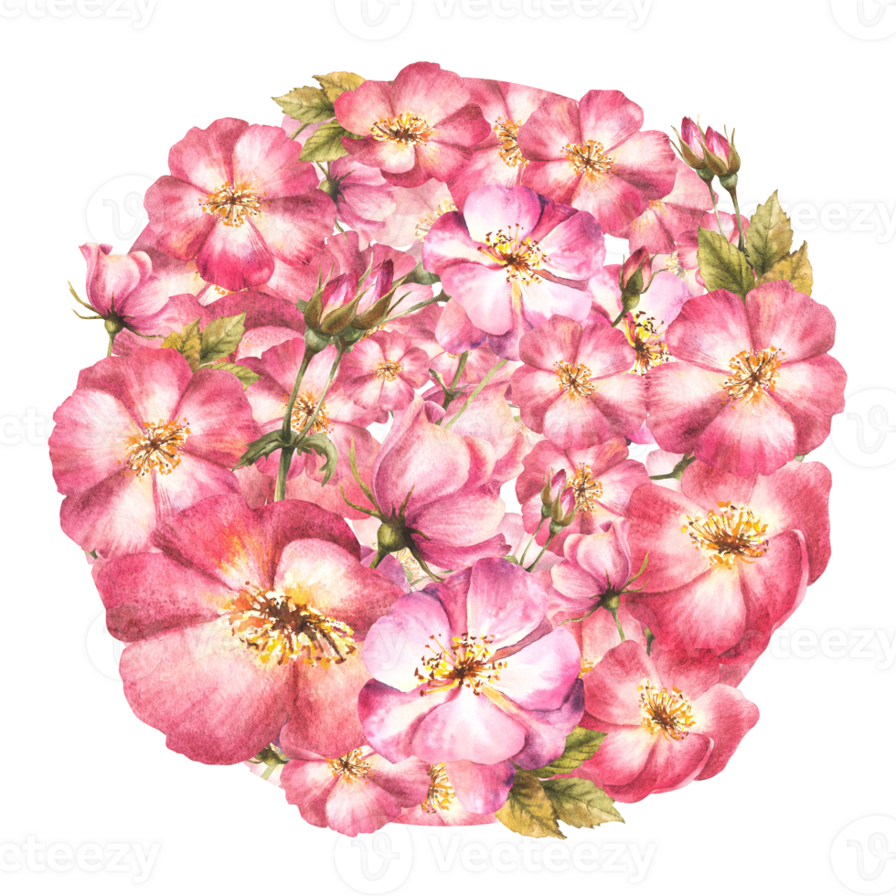 Watercolor wild rose hip branch with buds flower, leaves, dog or brier rose in the round design Botanical clipart for card, logo, medical label print. Hand drawn illustration background png