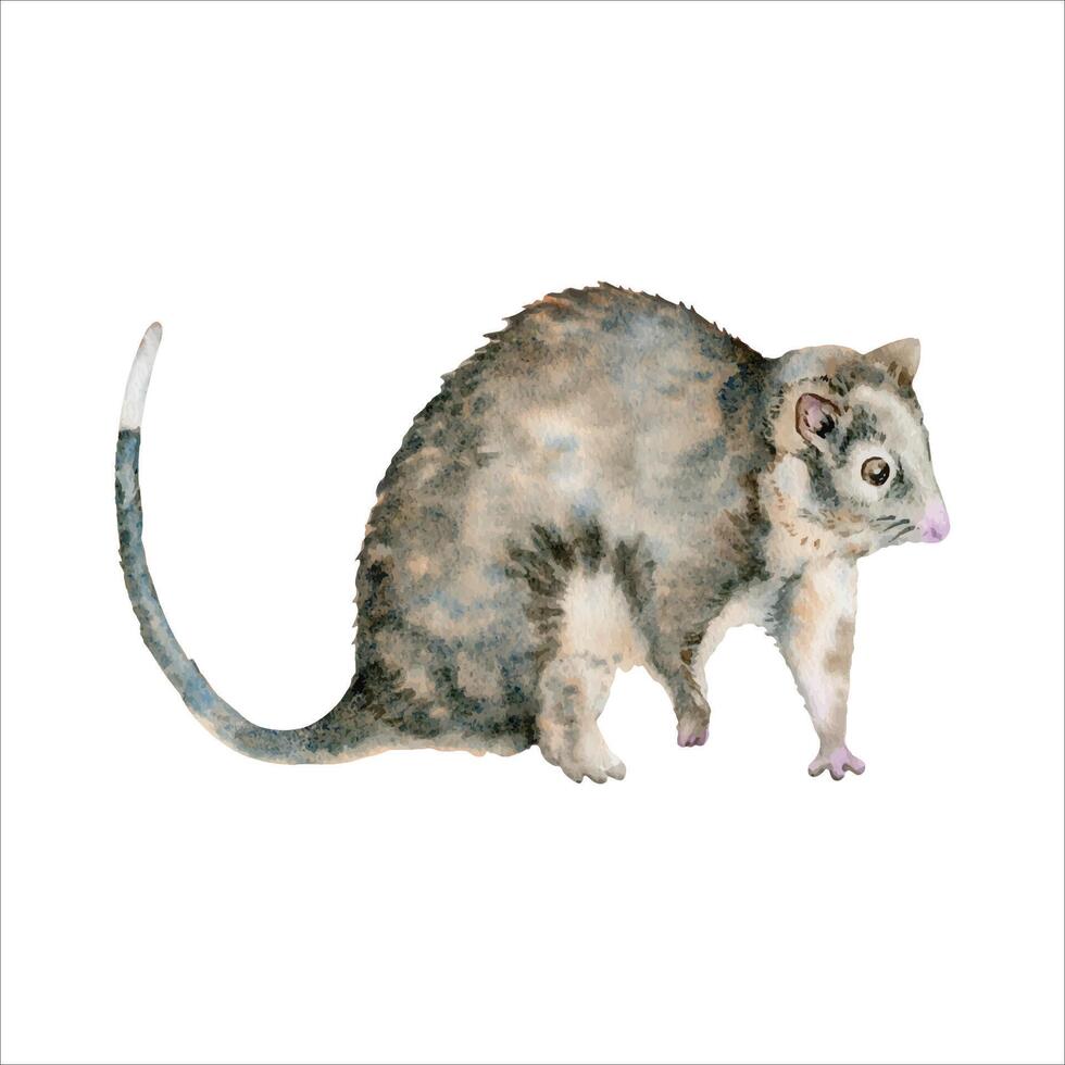 Ringtail possum. Australian native marsupial nocturnal animal. Watercolor illustration isolated on white background. Hand drawn element for national endemic Australia wildlife design, cards and prints vector