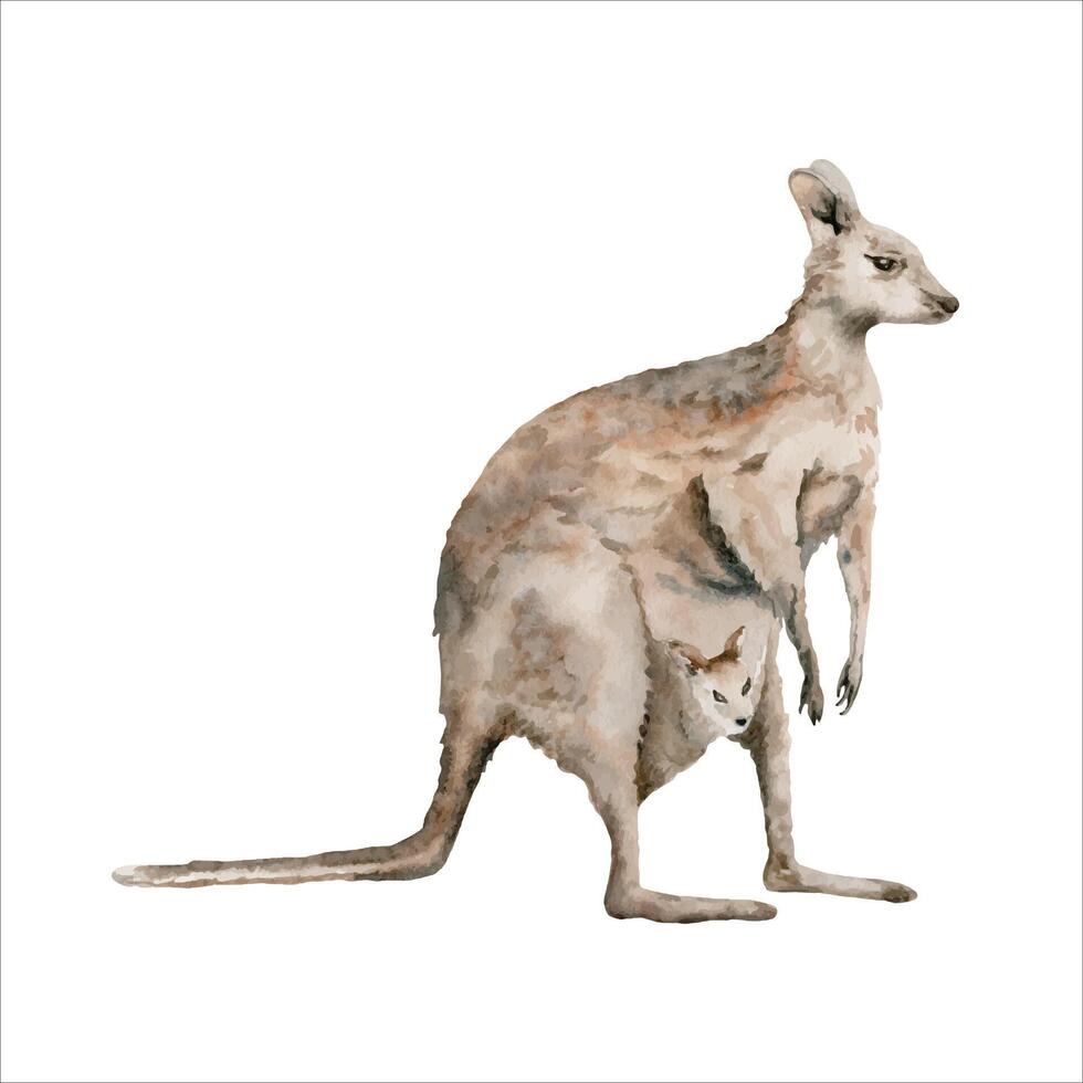 Grey Kangaroo. Indigenous Australian native animal. Watercolor illustration isolated on white background. Hand drawn sketch for national endemic Australia wildlife designs, cards and prints vector