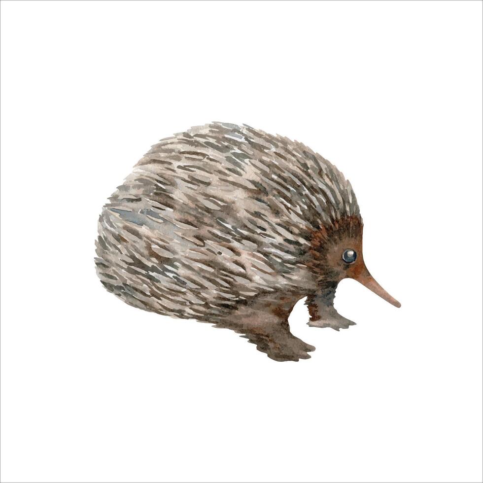 Echidna. Australian native marsupial animal sketch. Watercolor illustration isolated on white background. Hand drawn element for national endemic Australia wildlife design, cards and prints vector