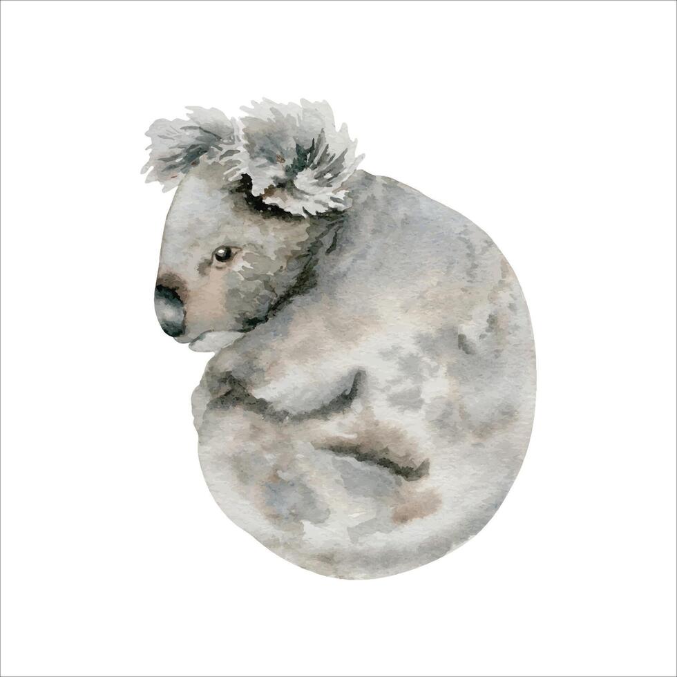 Koala Bear. Grey Indigenous Australian native marsupial animal. Watercolor illustration isolated on white background. Hand drawn sketch for national endemic Australia wildlife design, cards and prints vector