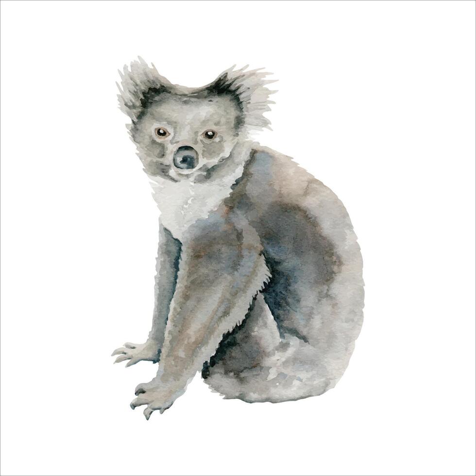 Koala Bear. Grey Indigenous Australian native marsupial animal. Watercolor illustration isolated on white background. Hand drawn sketch for national endemic Australia wildlife design, cards and prints vector