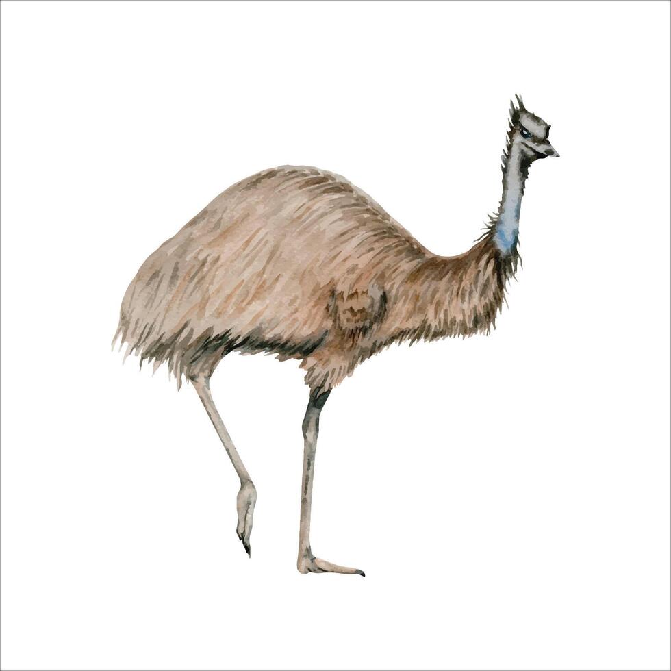 Emu ostrich. Australian native large flightless bird. Watercolor illustration isolated on white background. Hand drawn bird sketch for national endemic Australia wildlife design, cards and prints vector