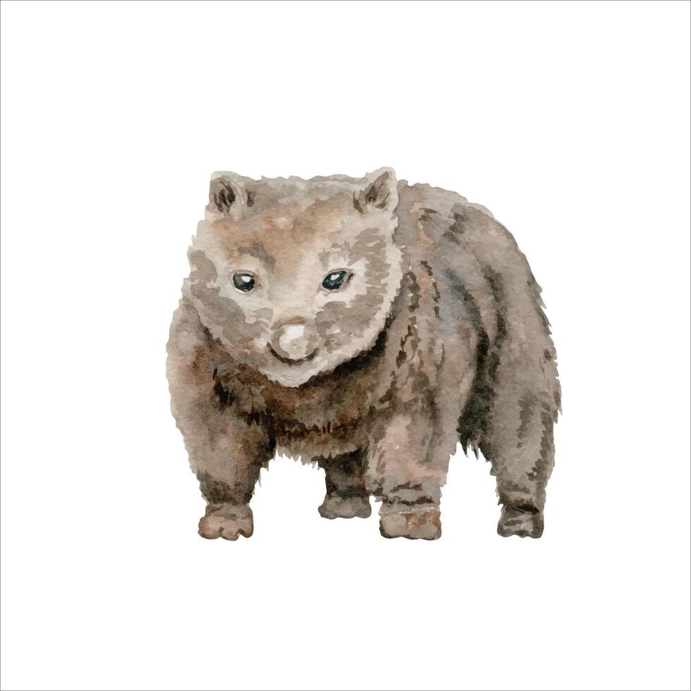Wombat illustration. Australian native marsupial nocturnal animal. Watercolor painting isolated on white background. Hand drawn element for national endemic Australia wildlife design, cards and prints vector