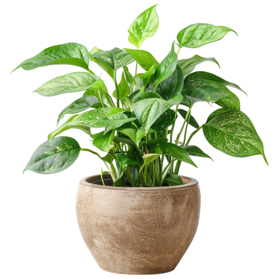 AI generated Green leafy plant in pot  isolated on transparent background Generative AI png