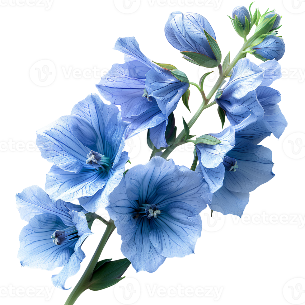 AI generated Delphinium flower PNG. Delphinium top view PNG. Delphinium flower flat lay isolated png