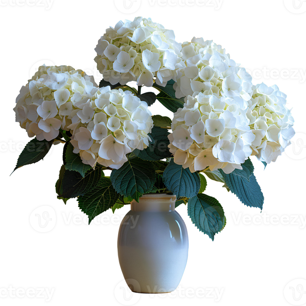 AI generated bouquet of flowers in a ceramic vase PNG. Bouquet of white Hydrangea flowers isolated. Flowers in vase PNG. Blooming flowers png