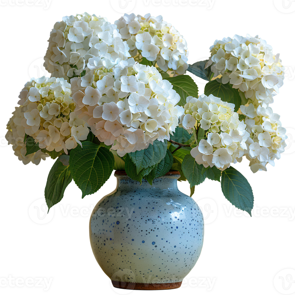AI generated bouquet of flowers in a ceramic vase PNG. Bouquet of white Hydrangea flowers isolated. Flowers in vase PNG. Blooming flowers png