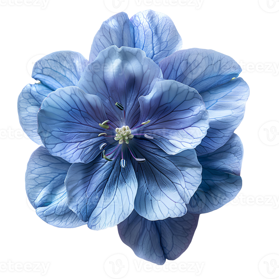 AI generated Delphinium flower PNG. Delphinium top view PNG. Delphinium flower flat lay isolated png