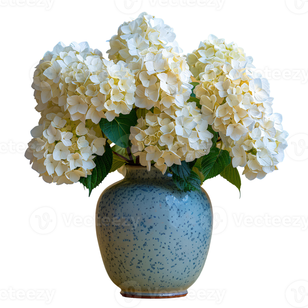 AI generated bouquet of flowers in a ceramic vase PNG. Bouquet of white Hydrangea flowers isolated. Flowers in vase PNG. Blooming flowers png