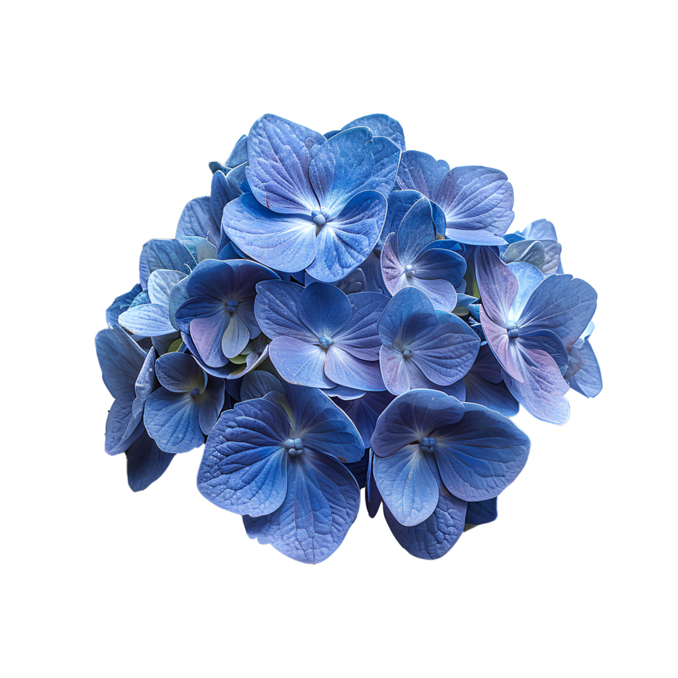 AI generated Blue Hydrangea flower PNG. Hydrangea flower isolated. Hydrangea top view PNG. Blue flower flat lay PNG