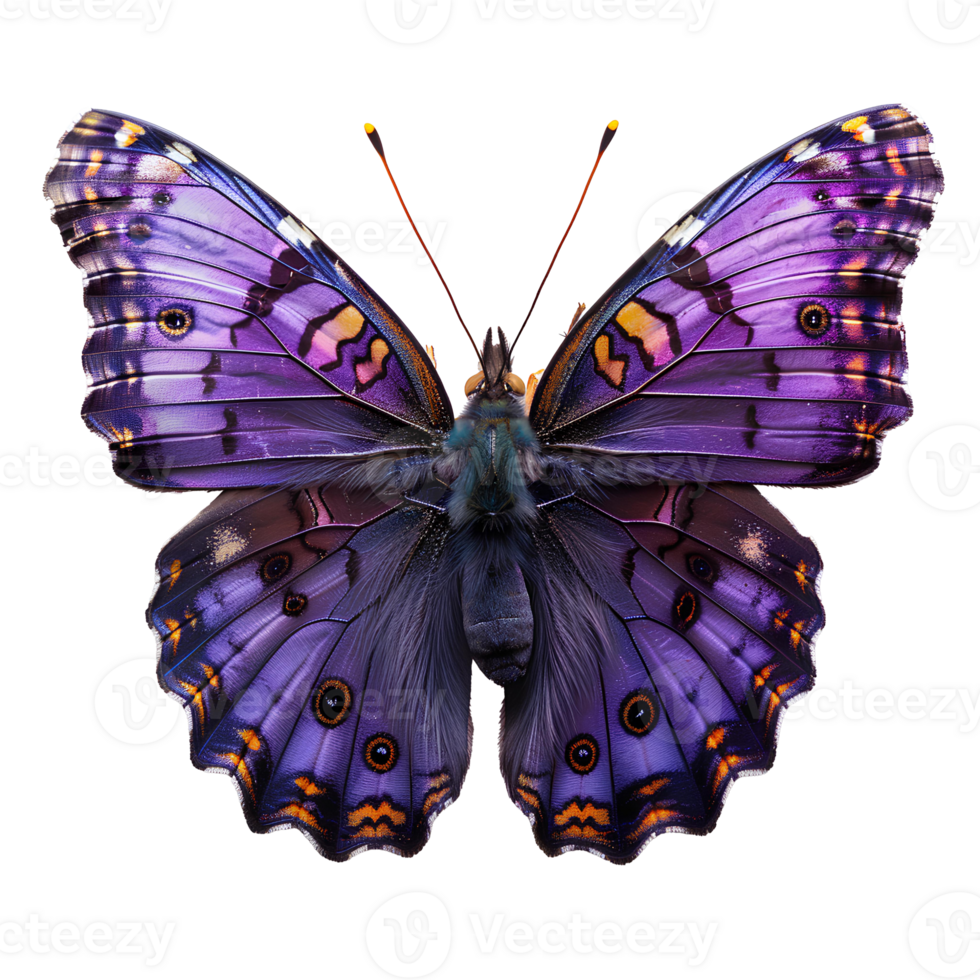 AI generated Purple butterfly PNG. Purple hairstreak butterfly. Purple butterfly top view flat lay PNG