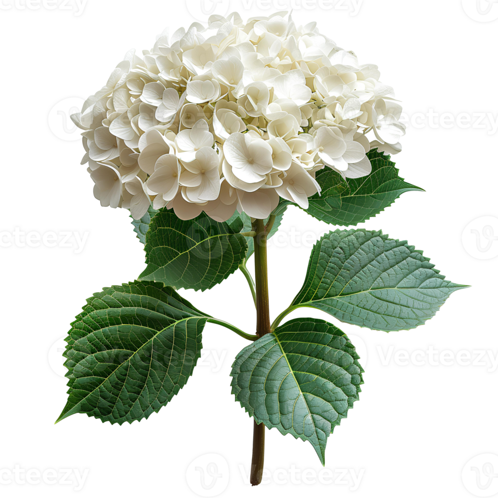 AI generated White Hydrangea flower PNG. Hydrangea flower isolated. Hydrangea top view PNG. White flower flat lay PNG