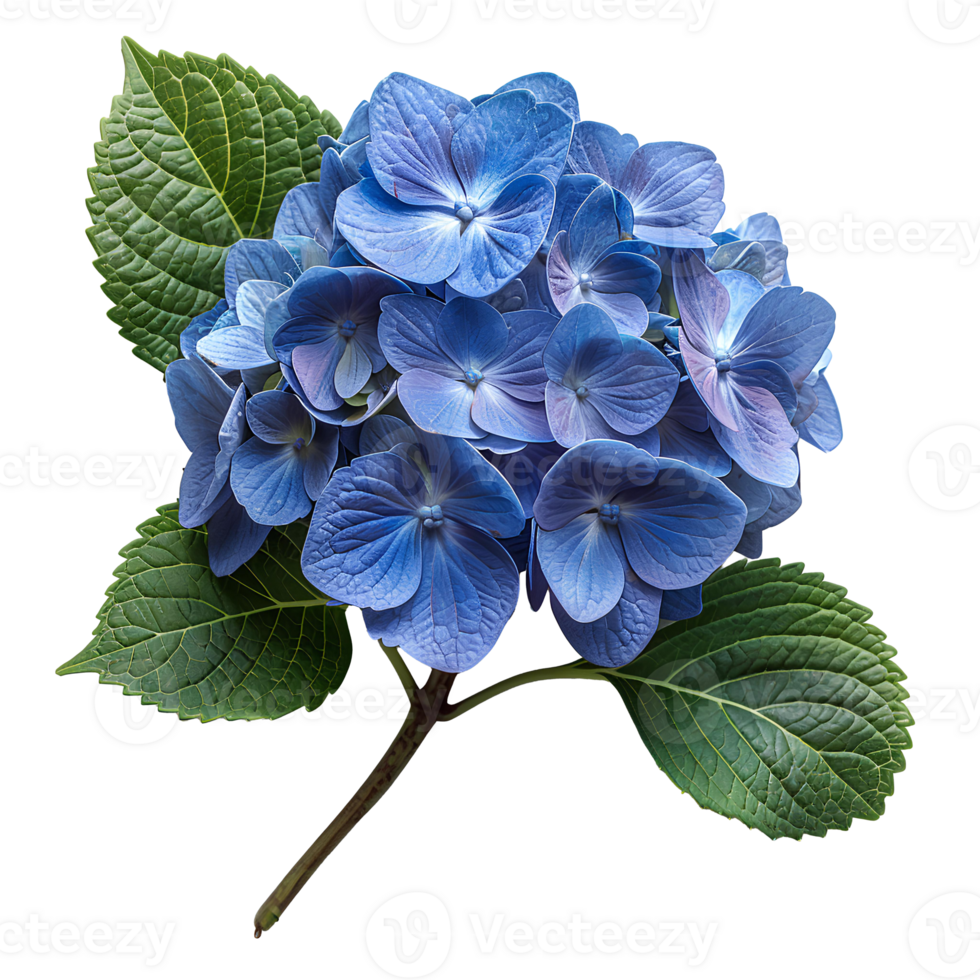 AI generated Blue Hydrangea flower PNG. Hydrangea flower isolated. Hydrangea top view PNG. Blue flower flat lay PNG