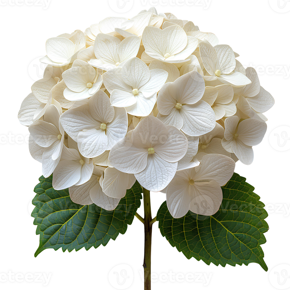 AI generated White Hydrangea flower PNG. Hydrangea flower isolated. Hydrangea top view PNG. White flower flat lay PNG