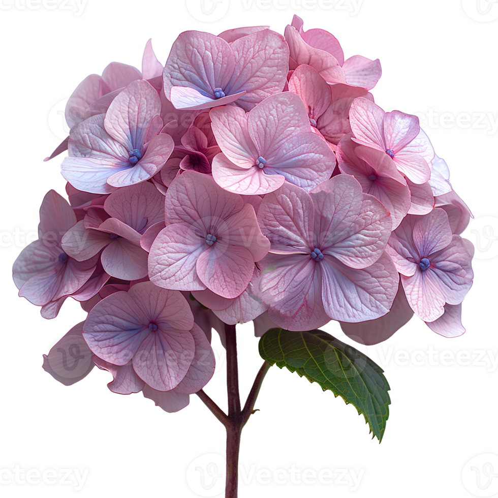 AI generated Pink Hydrangea flower PNG. Hydrangea flower isolated. Hydrangea top view PNG. Pink flower flat lay PNG