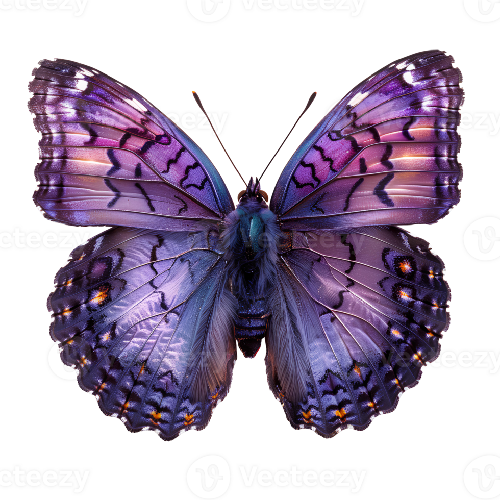 ai généré violet papillon png. violet tresse papillon. violet papillon Haut vue plat allonger png