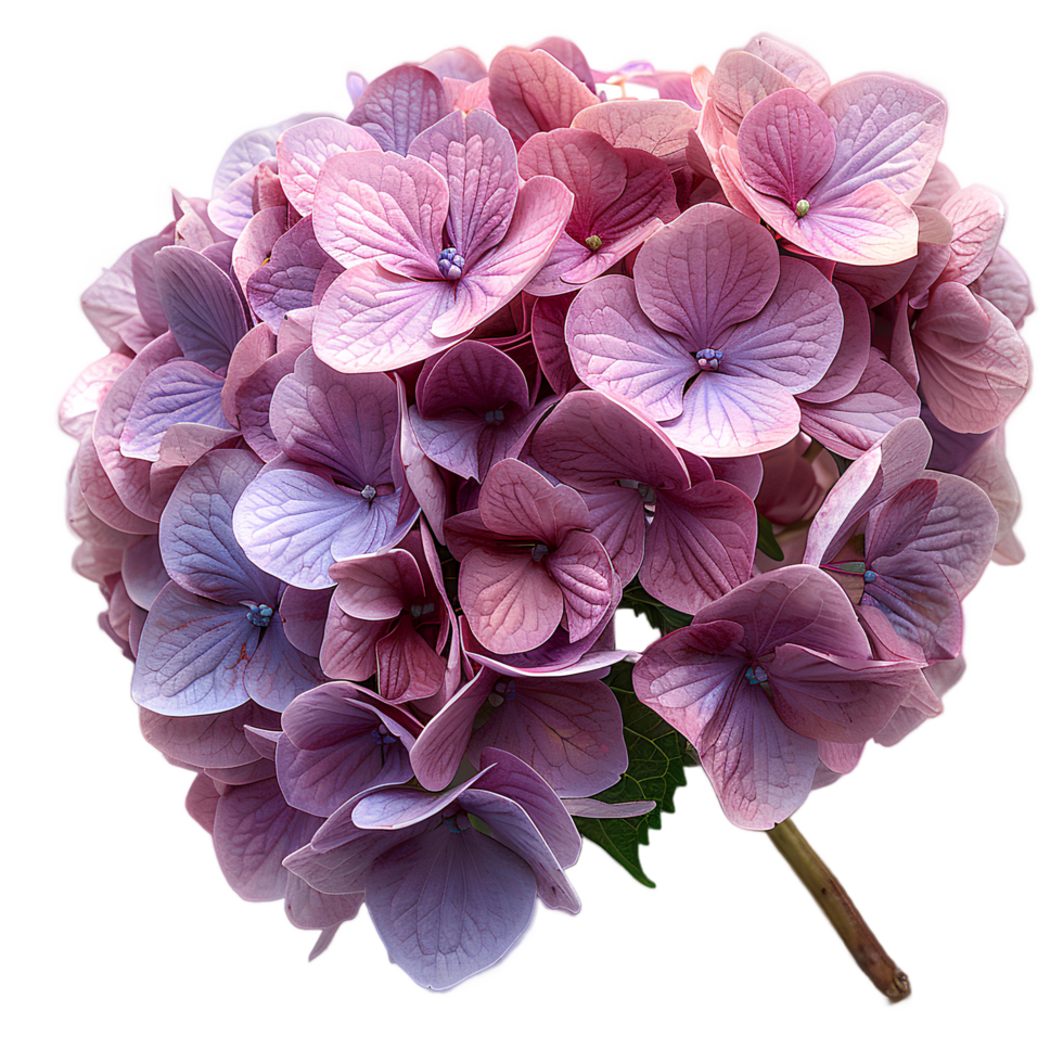 AI generated Pink Hydrangea flower PNG. Hydrangea flower isolated. Hydrangea top view PNG. Pink flower flat lay PNG