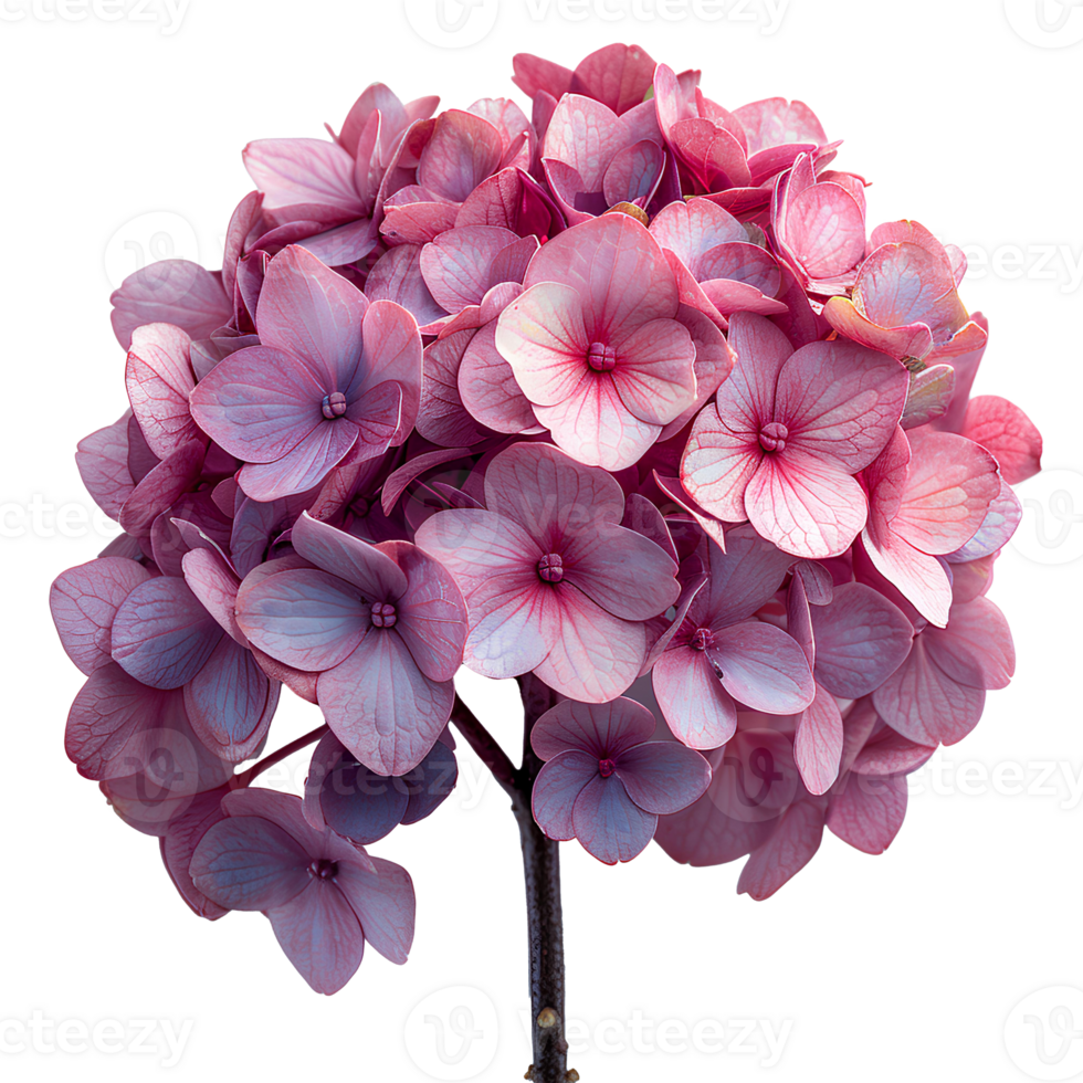 AI generated Pink Hydrangea flower PNG. Hydrangea flower isolated. Hydrangea top view PNG. Pink flower flat lay PNG