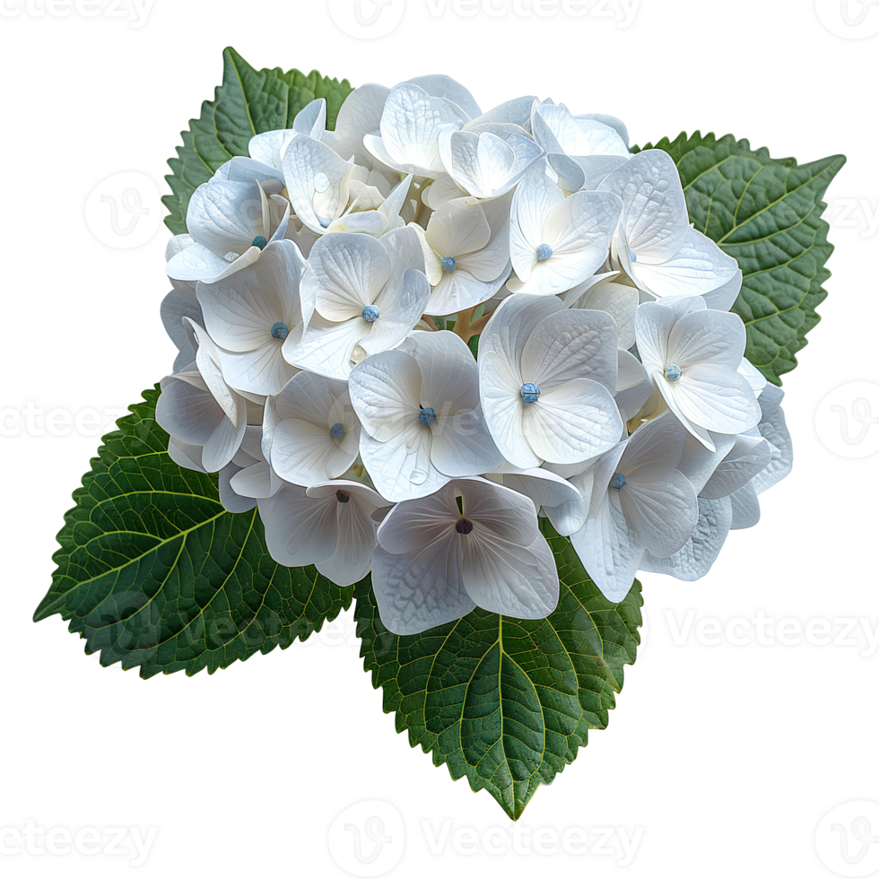 AI generated White Hydrangea flower PNG. Hydrangea flower isolated. Hydrangea top view PNG. White flower flat lay PNG