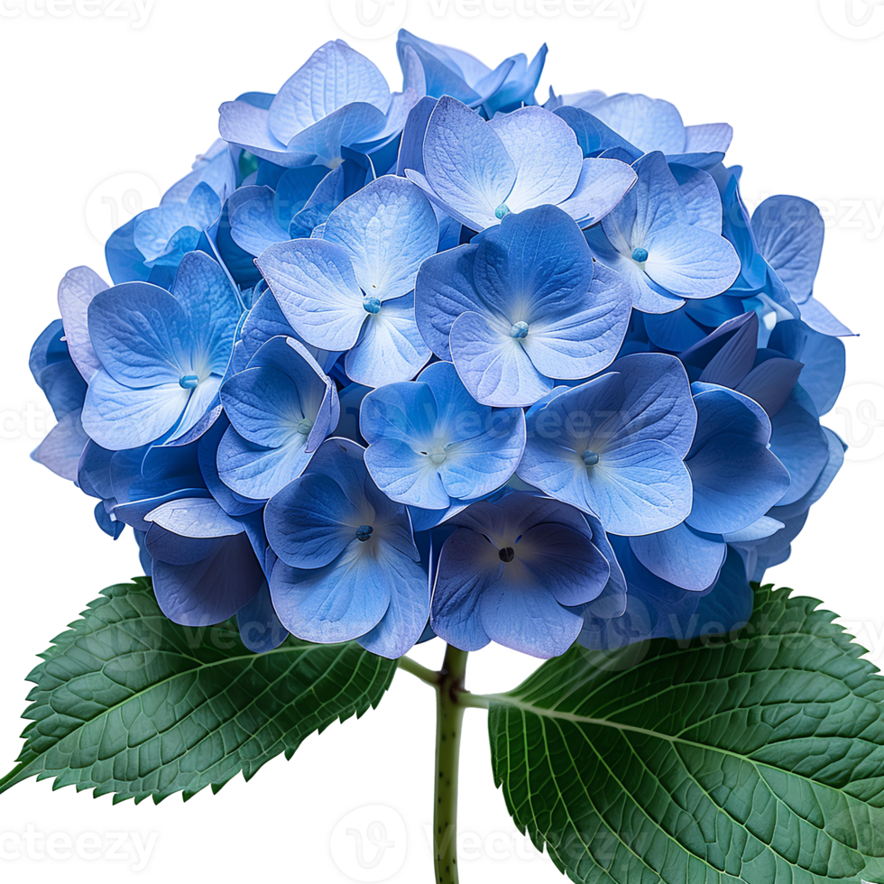 AI generated Blue Hydrangea flower PNG. Hydrangea flower isolated. Hydrangea top view PNG. Blue flower flat lay PNG