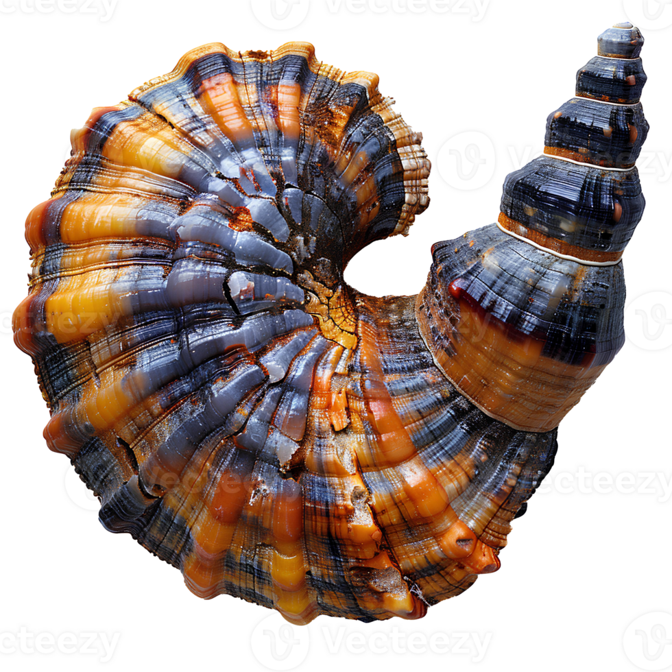 AI generated Colorful seashell PNG. Sea shell isolated. Colorful salt water seashell top view PNG. Seashell flat lay PNG