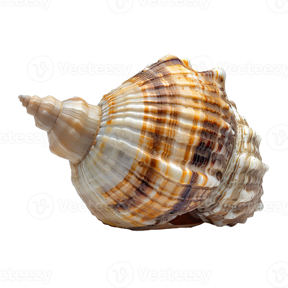 AI generated Seashell PNG. Sea shell isolated. Salt water shell PNG