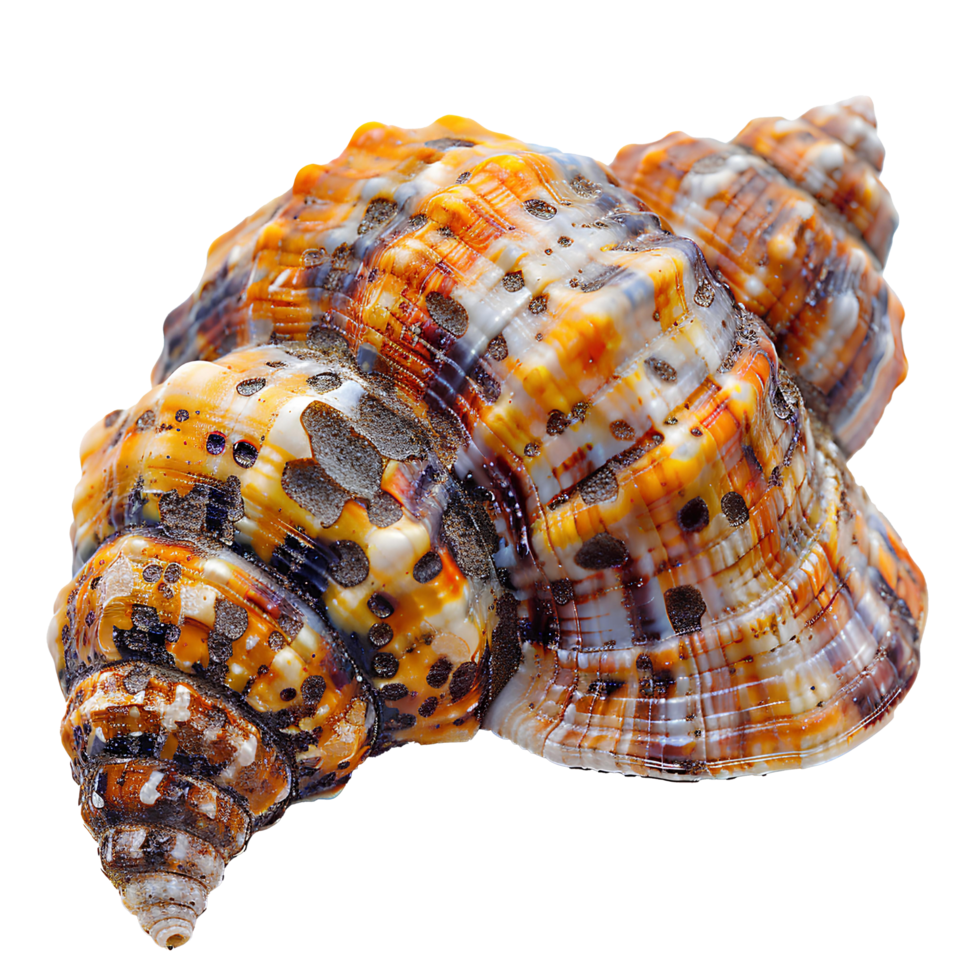 ai généré coloré coquillage png. mer coquille isolé. coloré sel l'eau coquillage Haut vue png. coquillage plat allonger png